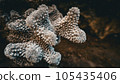 珊瑚特寫鏡頭 105435406