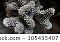 珊瑚特寫鏡頭 105435407