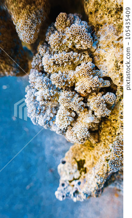Close-up of coral Close-up of coral 105435409