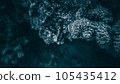 珊瑚特寫鏡頭 105435412