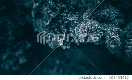珊瑚特寫鏡頭 105435412