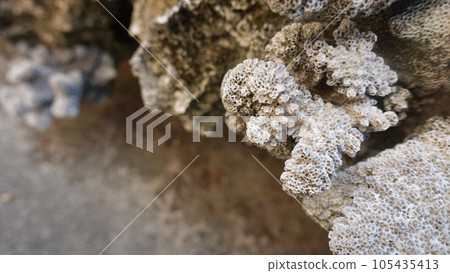 珊瑚特寫鏡頭 105435413