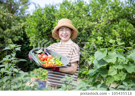 Harvest of home vegetable garden, middle Japanese woman with summer vegetables Harvest of home vegetable garden, middle Japanese woman with summer vegetables 105435518