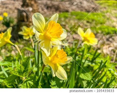 Spring sunlight and colorful daffodils 105435633