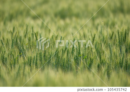 麥田在風中搖曳 105435742