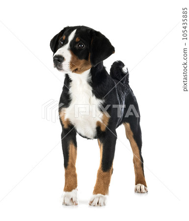 puppy Appenzeller Sennenhund puppy Appenzeller Sennenhund 105435885