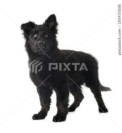 young german shepherd young german shepherd 105435886