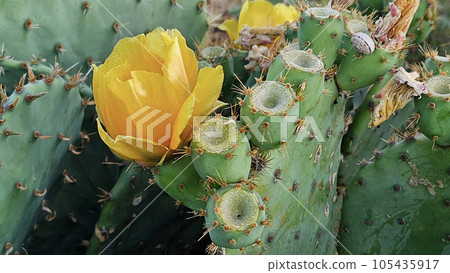 Blooming cactus with bright yellow flowers and sharp spines Blooming cactus with bright yellow flowers and sharp spines 105435917