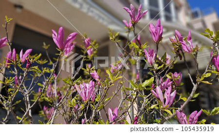 Beautiful magnolia branches with bright pink flowers, 105435919