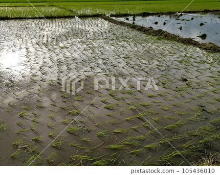 Breadbasket (paddy fields) in the Philippines 105436010