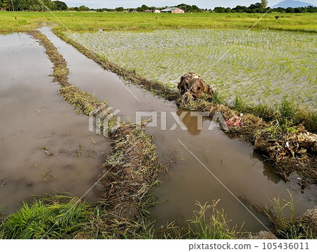 Breadbasket (paddy fields) in the Philippines Breadbasket (paddy fields) in the Philippines 105436011