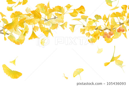 Watercolor illustration of yellow ginkgo. Arched ginkgo branch frame decoration. 105436093