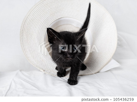 Curious black kitten Curious black kitten 105436259