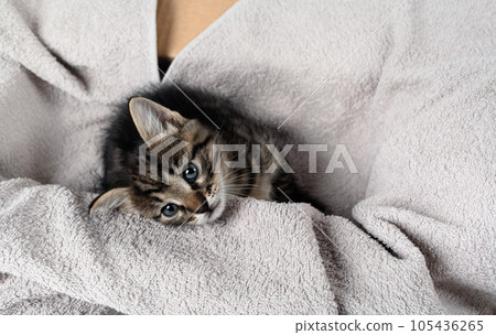 Kitten on towel Kitten on towel 105436265