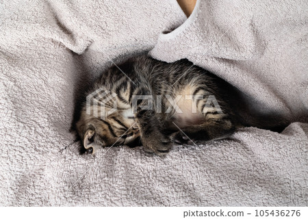 Kitten sleeping on towel 105436276