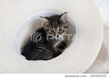 Tabby kitten and hat 105436335