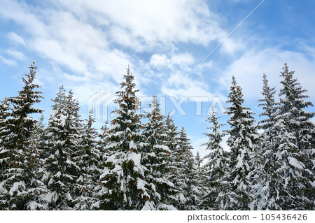 Scenic landscape with fir forest and blue sky of the european Alps in winter. Snowy day in the mountains Scenic landscape with fir forest and blue sky of the european Alps in winter. Snowy day in the mountains 105436426