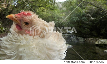 Small trip with chicken Small trip with chicken 105436507