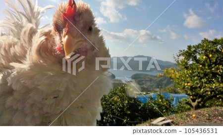 帶雞小旅行 105436531