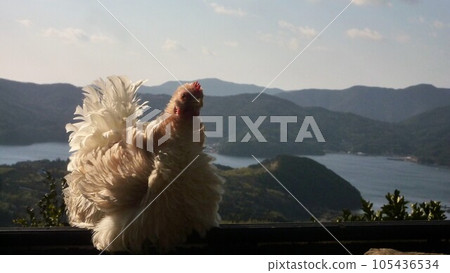 Small trip with chicken Small trip with chicken 105436534