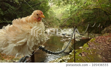 Small trip with chicken 105436555