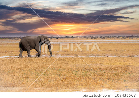 Elephant at Etosha National Park, Namibia 105436568
