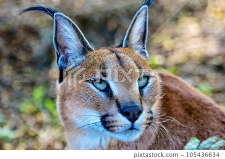 portrait of a beautiful caracal portrait of a beautiful caracal 105436634
