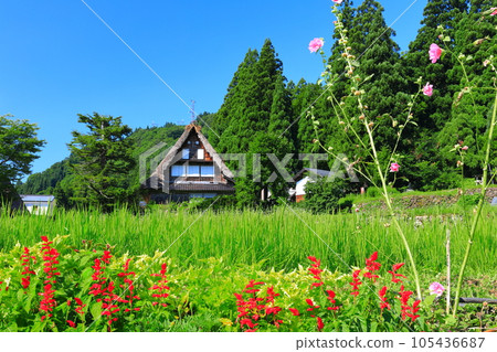 [Toyama] Fresh green Gokayama Aikura Gassho Village 105436687