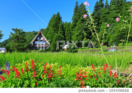 [富山]新鮮的綠色五ka山愛倉合掌村 105436688