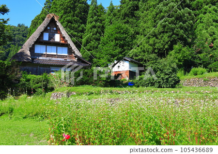 [富山]新鮮的綠色五ka山愛倉合掌村 105436689