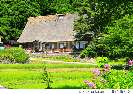 [富山]新鮮的綠色五ka山愛倉合掌村 105436700