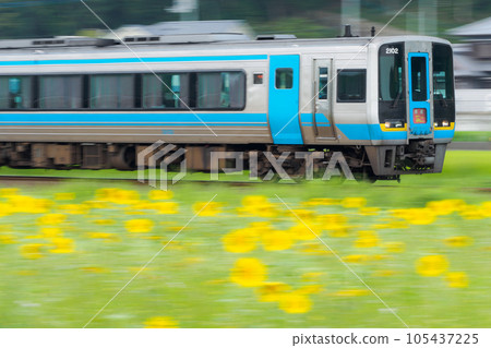 Limited express "Nanpu" (JR Shikoku 2000 series) passing by a sunflower field Limited express "Nanpu" (JR Shikoku 2000 series) passing by a sunflower field 105437225
