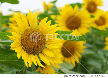 仲夏向日葵 105437462