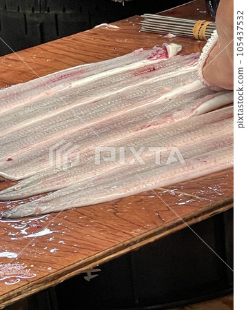 eel 105437532