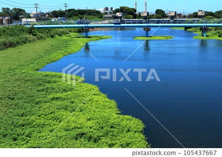 長越野藝鬥特定外來物種繁盛 長越野藝鬥特定外來物種繁盛 105437667