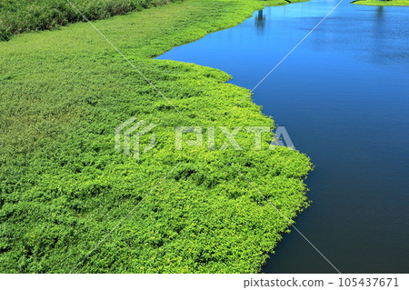 長越野藝鬥特定外來物種繁盛 105437671