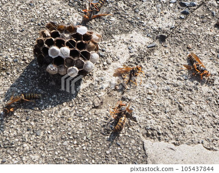 我以為是黃蜂 消滅蜜蜂 腿蜂消滅 去除長腿黃蜂巢 類似黃蜂 105437844