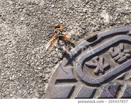 我以為是黃蜂 消滅蜜蜂 腿蜂消滅 去除長腿黃蜂巢 類似黃蜂 我以為是黃蜂 消滅蜜蜂 腿蜂消滅 去除長腿黃蜂巢 類似黃蜂 105437857