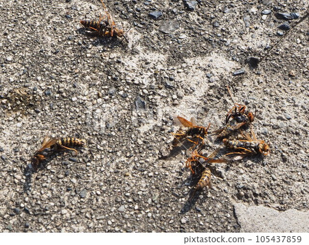 I thought it was a hornet Extermination of bees Legging bee extermination Removal of a long-legged wasp nest Similar to a hornet 105437859