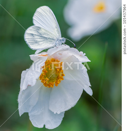 Delicate white butterfly sits on a beautiful white flower Delicate white butterfly sits on a beautiful white flower 105437964