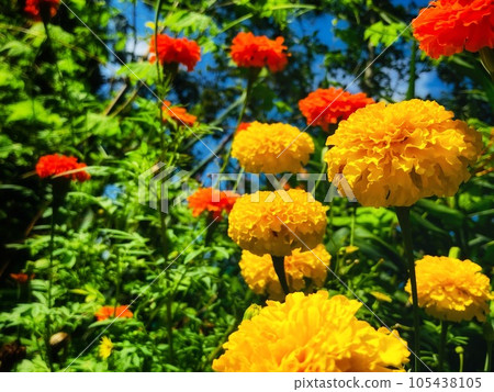 Marigold Marigold 105438105