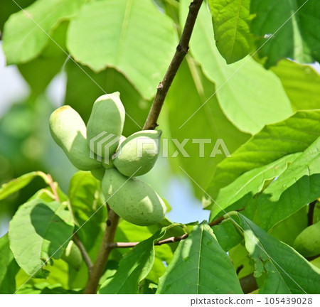 Pawpaw called the phantom fruit 105439028