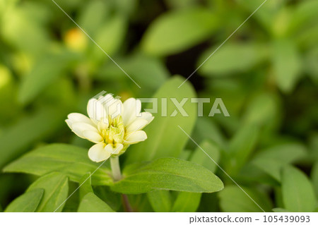 White flower and blur natural green background White flower and blur natural green background 105439093