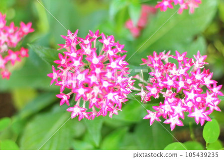 Pink pentas flowers Pink pentas flowers 105439235