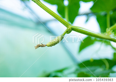 Young cucumbers ripen on trellis in garden greenhouse. The growth and blooming of greenhouse cucumbers. the Bush cucumbers on the trellis. Cucumbers vertical planting. Growing organic food. Young cucumbers ripen on trellis in garden greenhouse. The growth and blooming of greenhouse cucumbers. the Bush cucumbers on the trellis. Cucumbers vertical planting. Growing organic food. 105439363