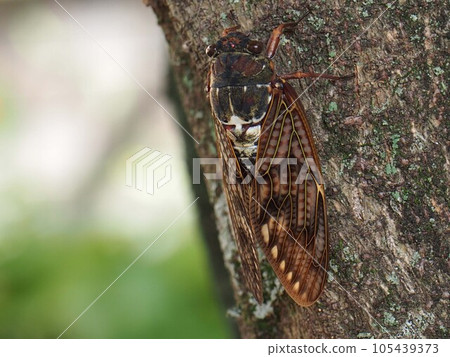 It's a protective color so it shouldn't be noticed... (Abra cicada perching on the trunk of a wisteria tree and sucking the sap) 105439373