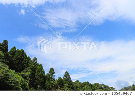 多雲的天空樹木 105439407