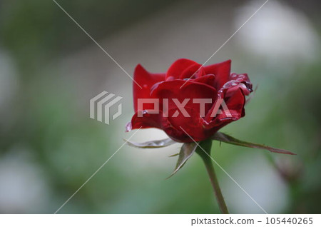 Rose wet with rain 105440265