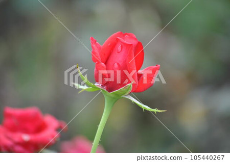 A red rose 105440267