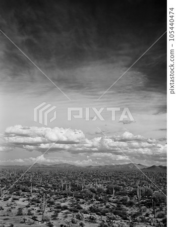 Film Image Sonora Desert Arizona Monochrome Film Image Sonora Desert Arizona Monochrome 105440474